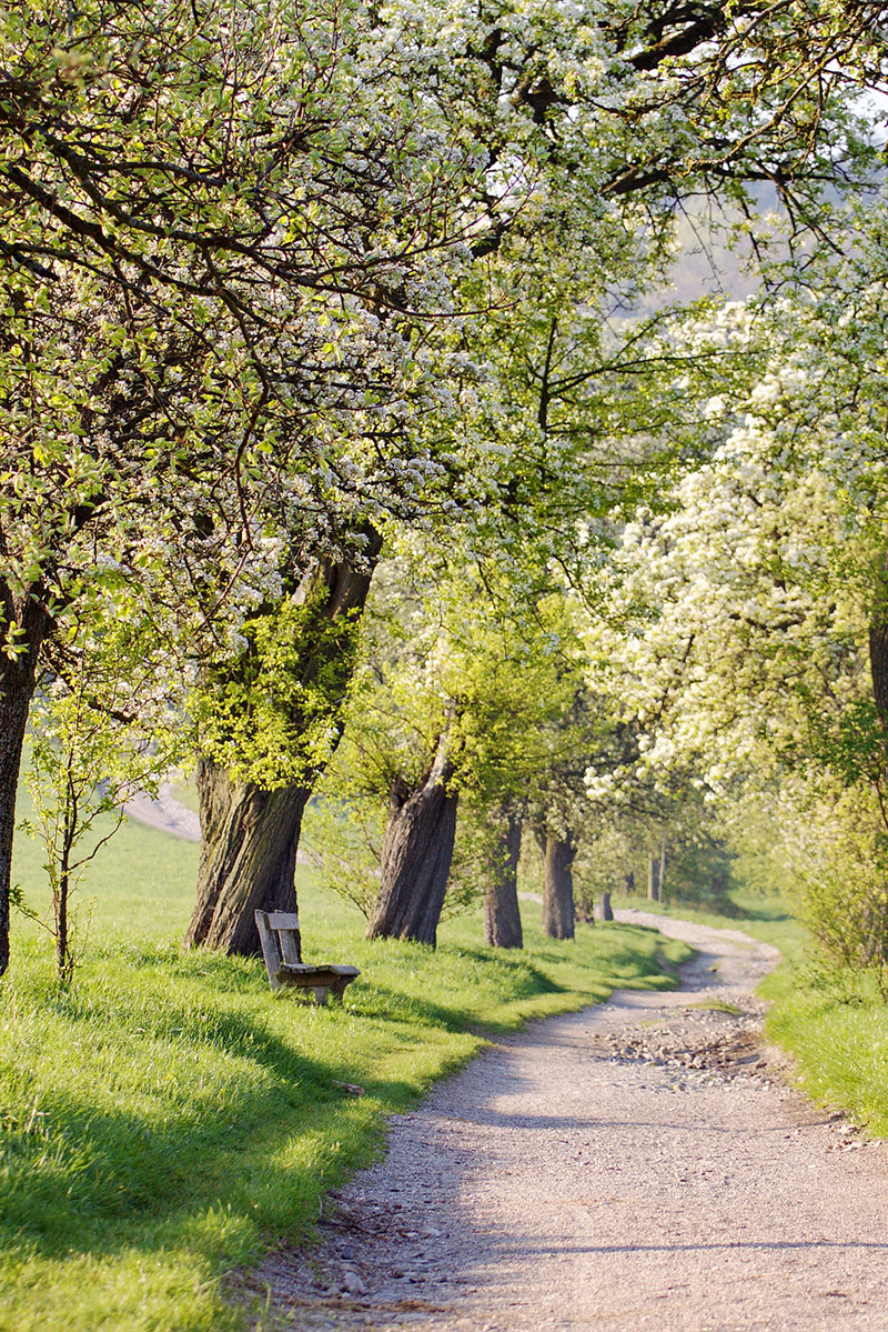 Karl Hausjell Allee _ Harald Lenzeder